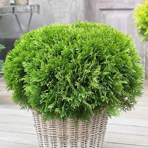 Туя западная Даника изображение 1 артикул 9466