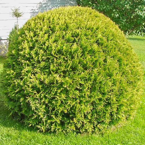 Туя западная Глобоза Ауреа изображение 1 артикул 8386