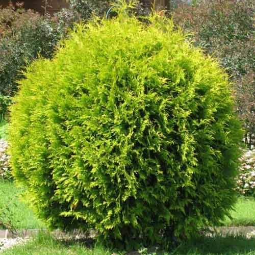 Туя западная Голден Глоб изображение 1 артикул 4517