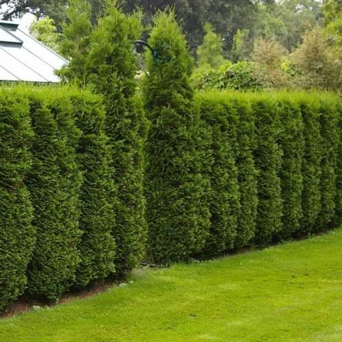 Туя западная Колумна изображение 1 артикул 9413