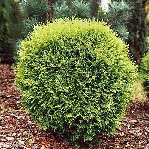 Туя западная Литл Чемпион изображение 1 артикул 1540