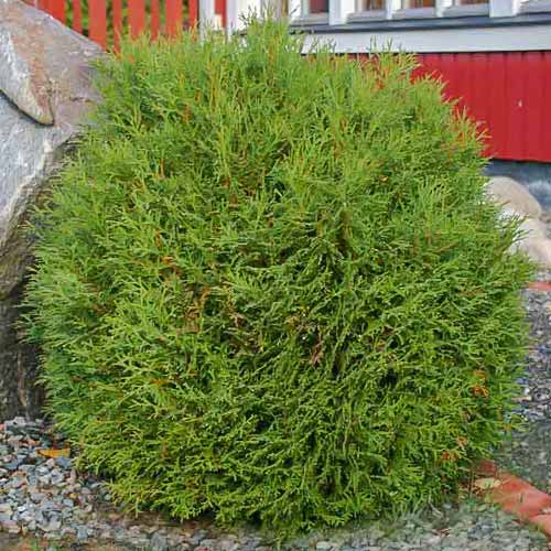 Туя западная Литл Гиант изображение 1 артикул 8390