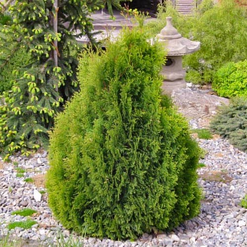 Туя западная Мики изображение 1 артикул 4684