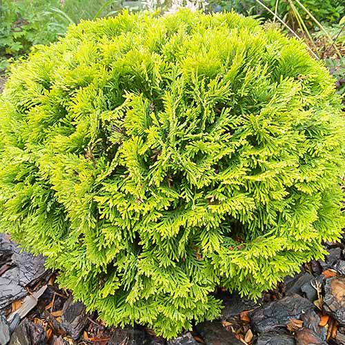 Туя западная Мириам артикул фото 1 Туя западная Мириам изображение 1 артикул 8392