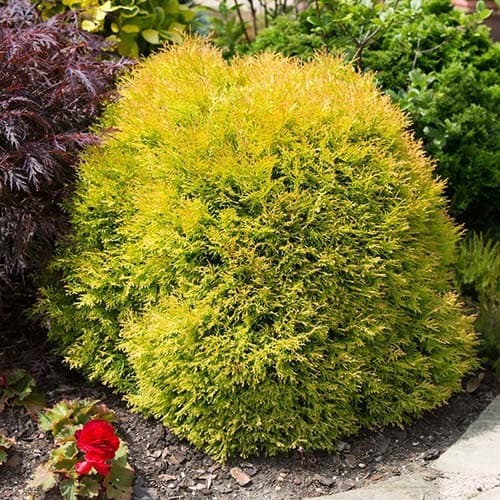 Туя западная Рейнголд изображение 1 артикул 9414