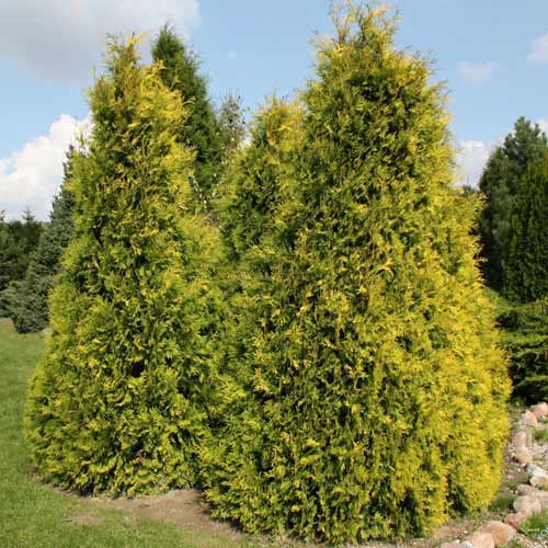 Туя западная Санкист изображение 1 артикул 9467