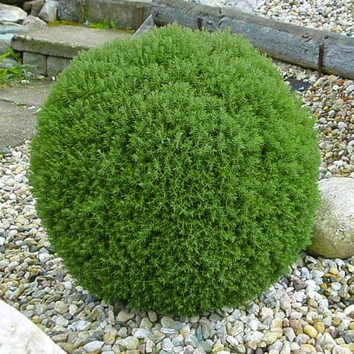 Туя западная Тедди изображение 1 артикул 4685