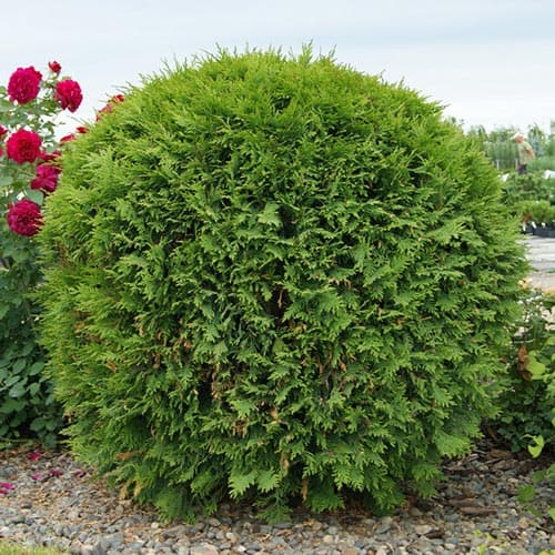 Туя западная Вудварди изображение 1 артикул 8384