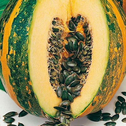 Тыква Абрикосовая Уральский дачник изображение 1 артикул 84950