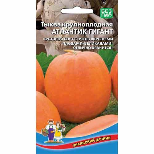 Тыква крупноплодная Атлантик гигант Уральский дачник артикул фото 1 Тыква крупноплодная Атлантик гигант Уральский дачник изображение 1 артикул 94726