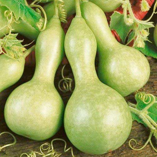 Тыква декоративная Бутылочная, семена изображение 1 артикул 65193