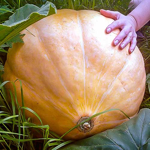 Тыква Жёлтый гигант изображение 1 артикул 71302