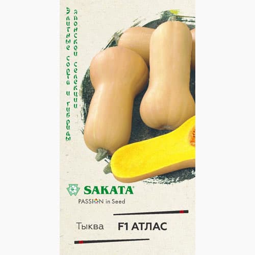 Тыква мускатная Атлас F1 Гавриш изображение 1 артикул 97552