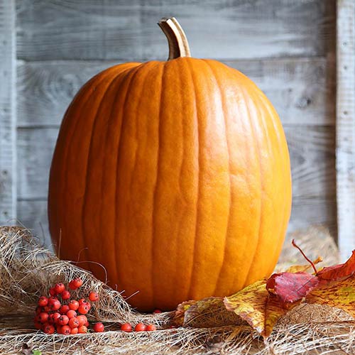 Тыква Русский Деликатес Уральский дачник изображение 1 артикул 74259