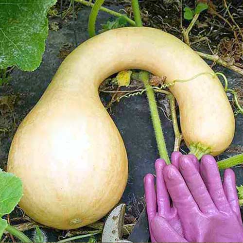 Тыква мускатная Сахарная булава F1, семена артикул фото 1 Тыква мускатная Сахарная булава F1, семена изображение 1 артикул 65194