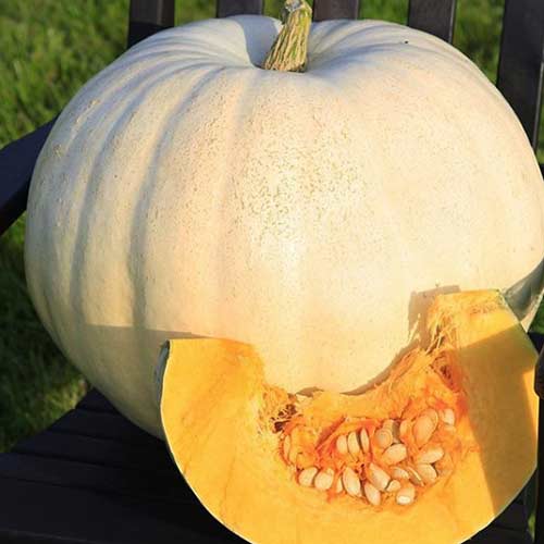 Тыква Сахарная голова F1 Седек изображение 1 артикул 82520