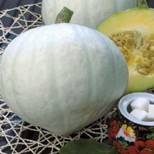 Тыква Сахарная Токио F1 Седек изображение 1 артикул 82521