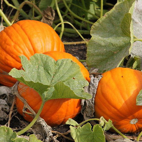 Тыква Веселая толстушка Уральский дачник изображение 1 артикул 83101