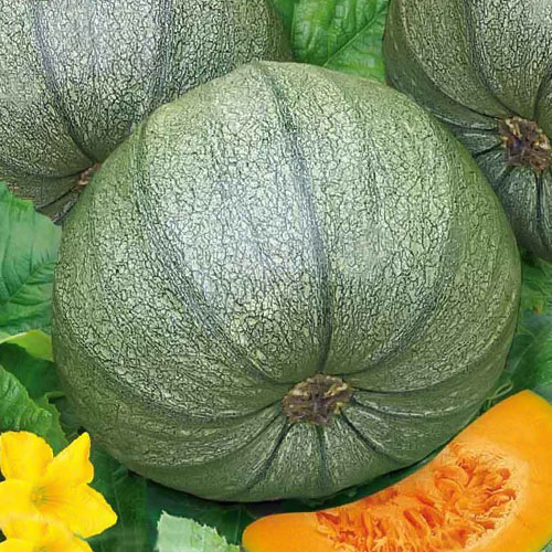 Тыква Веснушка Premium Seeds изображение 1 артикул 83868