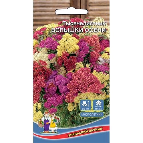 Тысячелистник (ахиллея) Вспышки осени, смесь окрасок изображение 1 артикул 94846