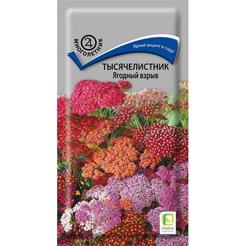Тысячелистник (ахиллея) Ягодный взрыв, смесь окрасок изображение 1 артикул 93131