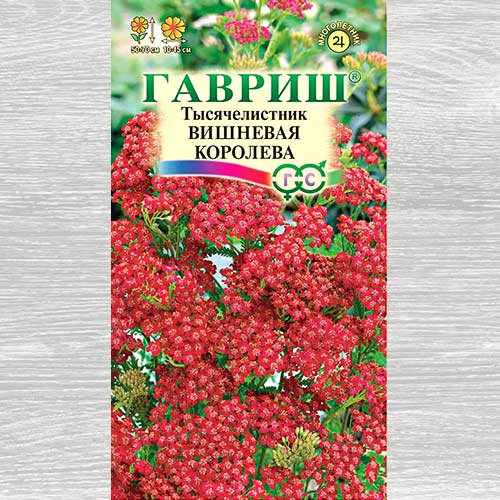 Тысячелистник Вишневая Королева Гавриш изображение 1 артикул 82436