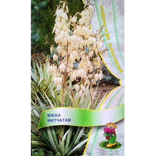 Юкка нитчатая, семена изображение 1 артикул 93181