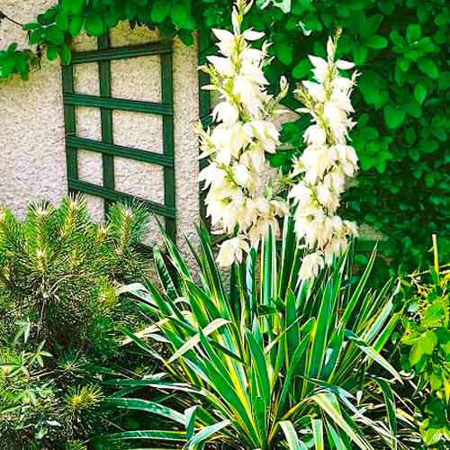 Юкка садовая Брайт Эдж изображение 1 артикул 70456