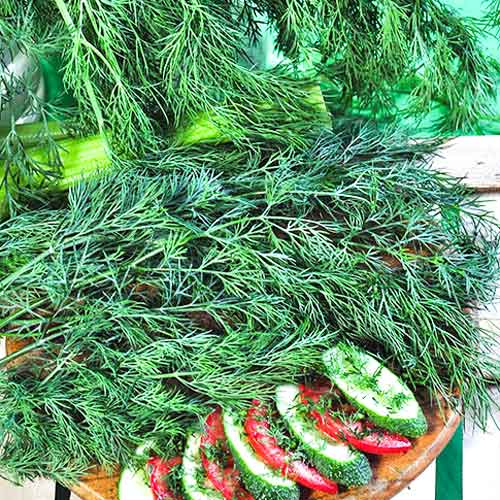 Укроп Кустовое чудо изображение 1 артикул 69920