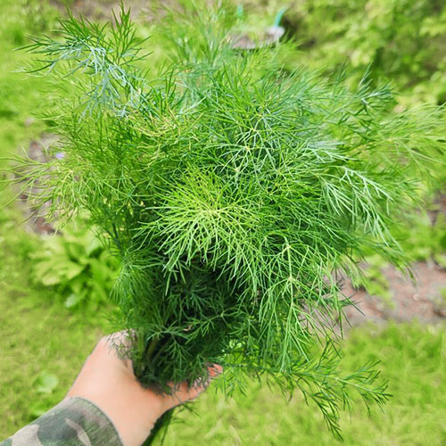 Укроп Пушистый кедр Premium Seeds артикул фото 1 Укроп Пушистый кедр Premium Seeds изображение 1 артикул 83875