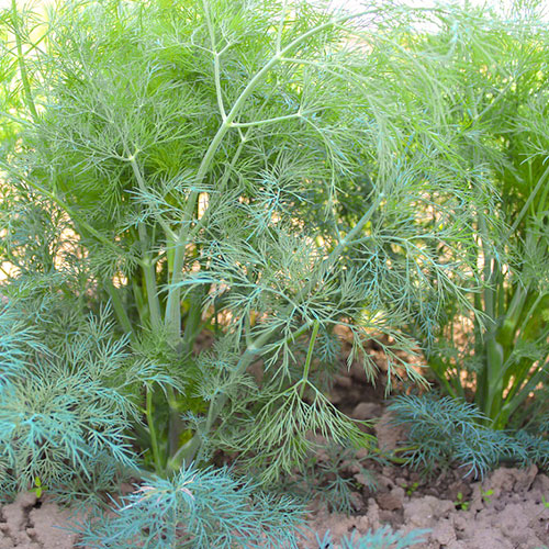 Укроп Владыка Premium Seeds артикул фото 1 Укроп Владыка Premium Seeds изображение 1 артикул 83874