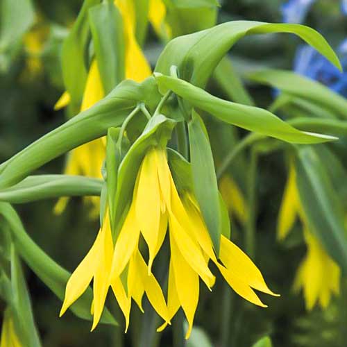 Увулярия крупноцветковая изображение 1 артикул 76365