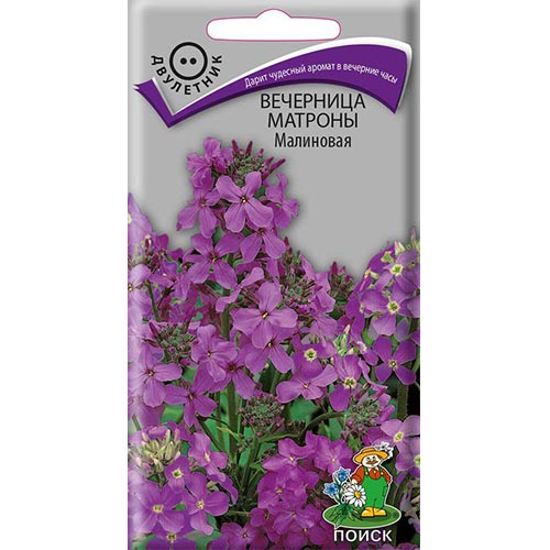 Вечерница Матроны малиновая, семена изображение 1 артикул 92921