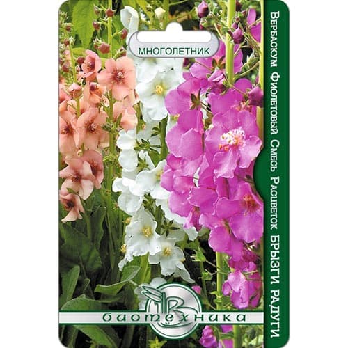 Вербаскум (коровяк) Брызги Радуги, смесь окрасок изображение 1 артикул 91577