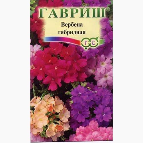 Вербена гибридная Романс Гавриш изображение 1 артикул 97626