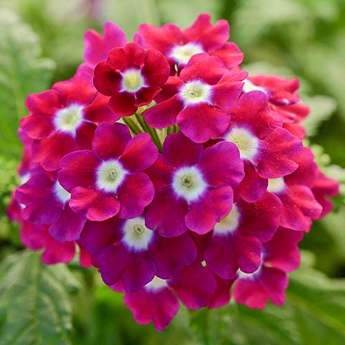 Вербена Кварц Тёмно-малиновая с глазком F1 артикул фото 1 Вербена Кварц Тёмно-малиновая с глазком F1 изображение 1 артикул 81318