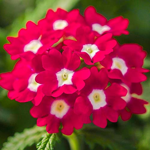 Вербена Кварц Тёмно-розовая F1 изображение 1 артикул 81319