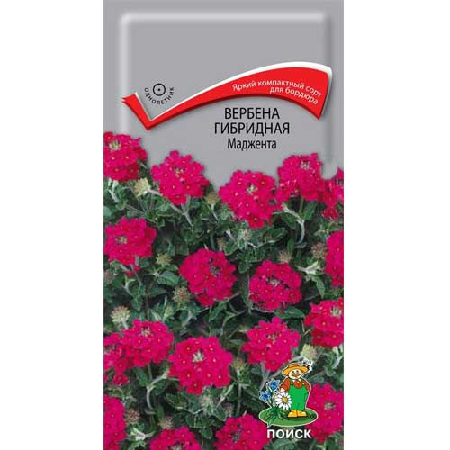 Вербена Маджента Поиск изображение 1 артикул 85595