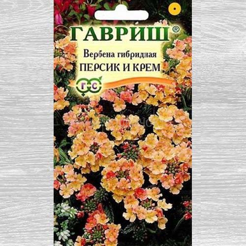 Вербена Персик и Крем изображение 1 артикул 73820
