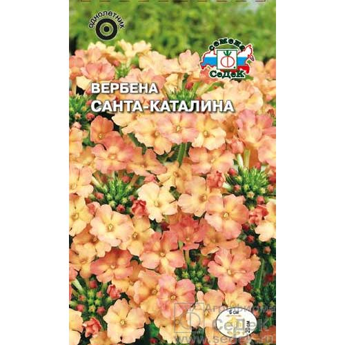 Вербена Санта-Каталина Седек изображение 1 артикул 85604