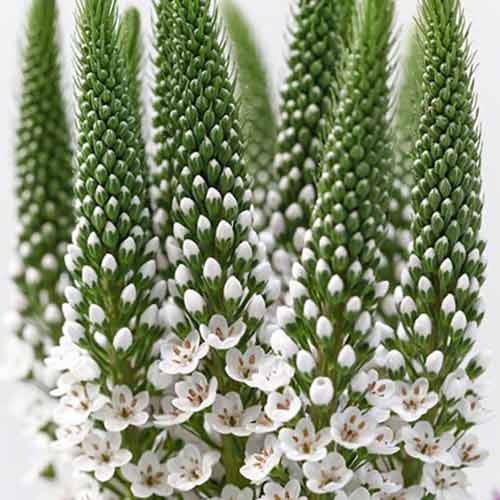 Вербейник Элизабет изображение 1 артикул 70441