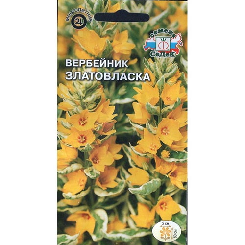 Вербейник Златовласка, семена изображение 1 артикул 93691