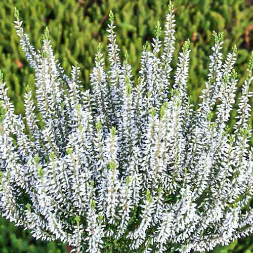 Вереск обыкновенный Альба Прeкокс изображение 1 артикул 68908