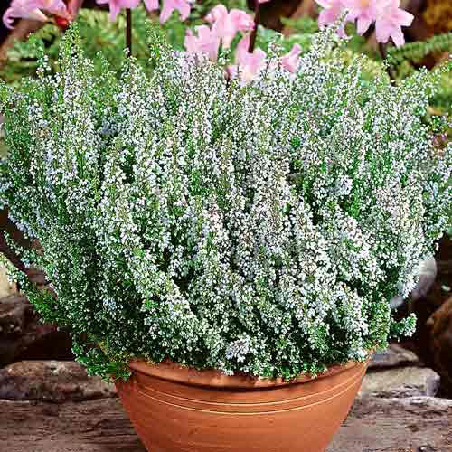 Вереск обыкновенный Алисия изображение 1 артикул 68896