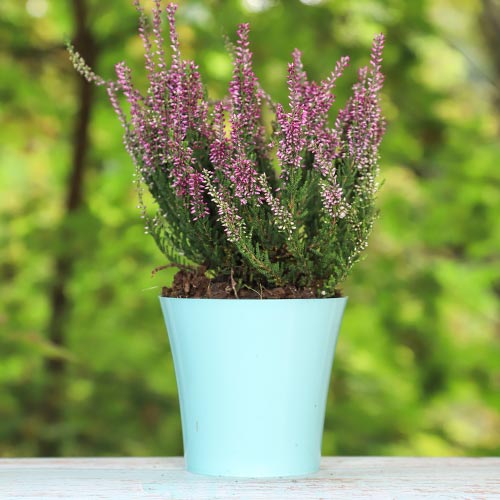 Вереск обыкновенный Аметист изображение 1 артикул 5425