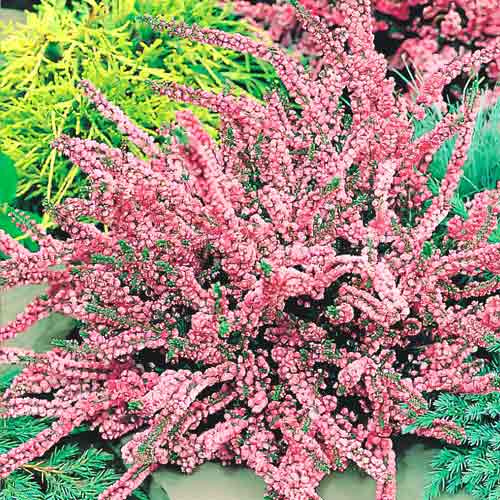 Вереск обыкновенный Аннемари изображение 1 артикул 68897