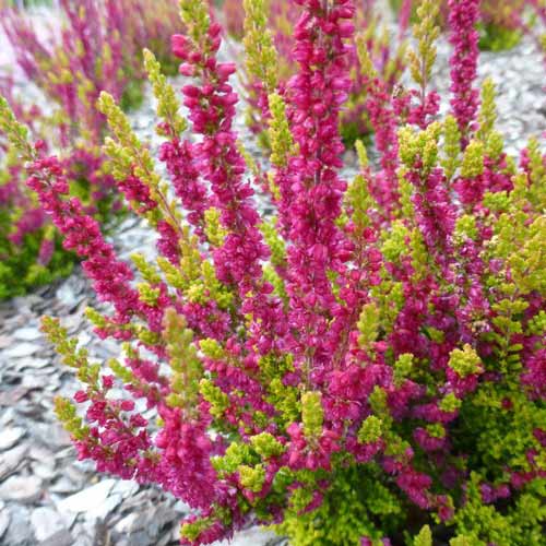 Вереск обыкновенный Атен изображение 1 артикул 68910