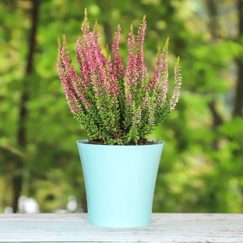 Вереск обыкновенный Атен изображение 1 артикул 5424