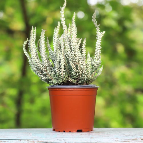 Вереск обыкновенный Бетти изображение 1 артикул 5432