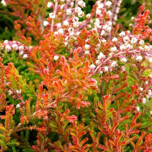 Вереск обыкновенный Боскуп изображение 1 артикул 01026